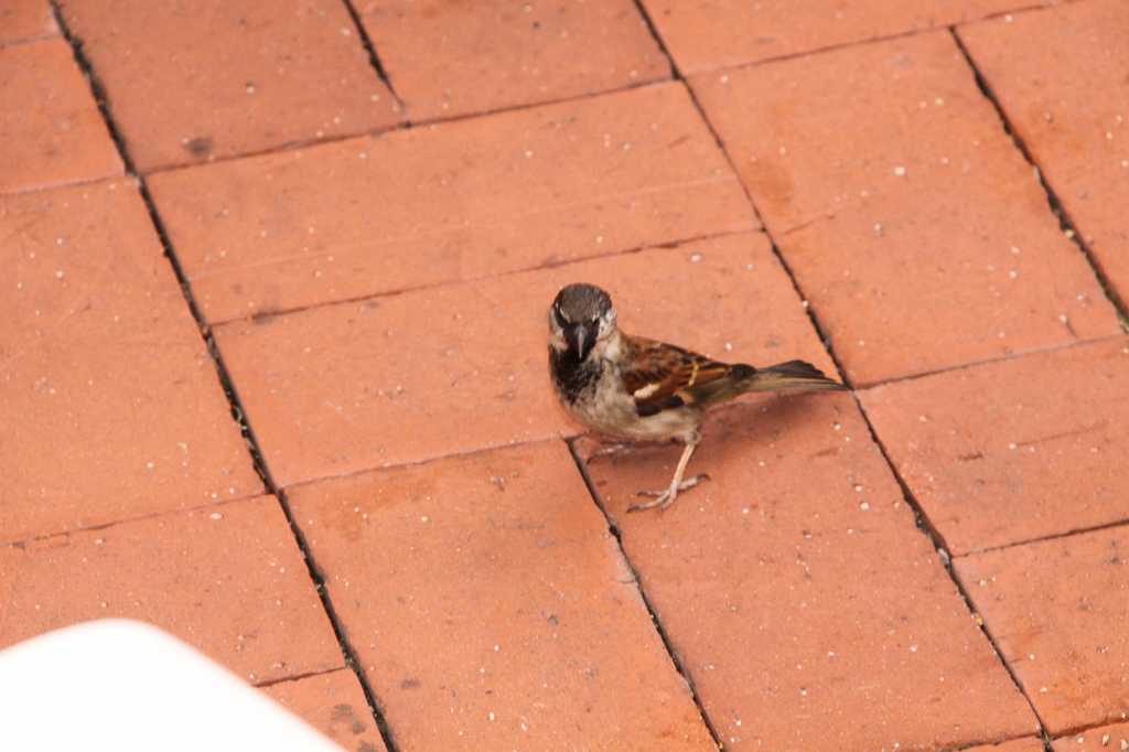 IMG_6369