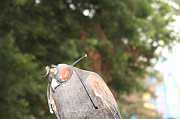 IMG_0066 