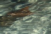 IMG_3985 