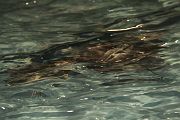 IMG_3988 