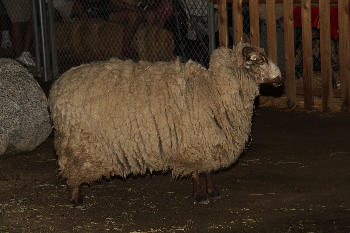 IMG_4386