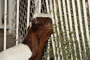 IMG_4289 