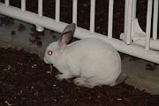 IMG_4332 