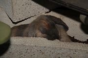 IMG_4337 