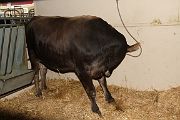 IMG_4347 