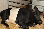 IMG_4348 