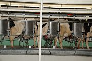 IMG_4358 
