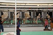 IMG_4367 