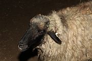 IMG_4390 