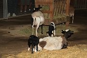 IMG_4391 