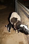 IMG_4392 