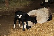 IMG_4396 