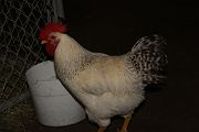 IMG_4397 