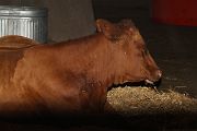 IMG_4399 