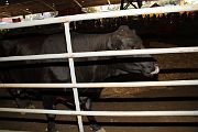 IMG_4401 