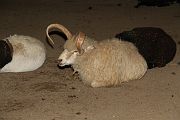 IMG_4407 