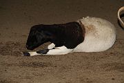 IMG_4408 