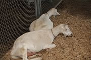 IMG_4409 