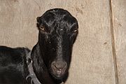 IMG_4410 