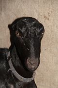 IMG_4411 