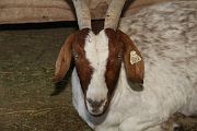 IMG_4414 