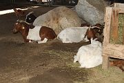 IMG_4416 