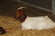 IMG_4417 
