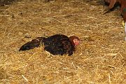 IMG_4418 
