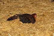 IMG_4419 