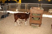 IMG_4425 