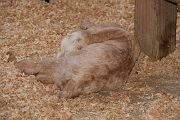 IMG_4426 