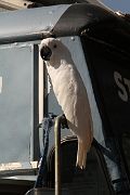 IMG_3386 