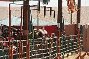 IMG_1799 