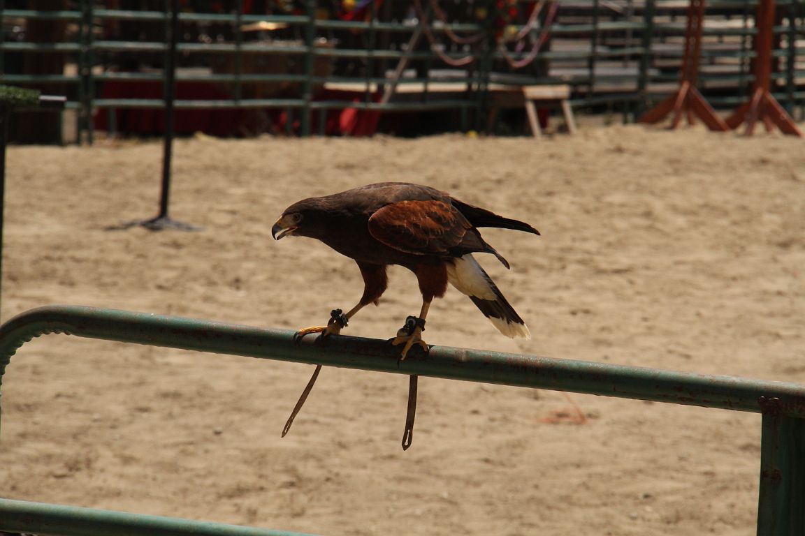 IMG_1225