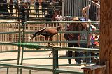IMG_1240 