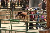 IMG_1241 