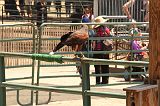 IMG_1242 