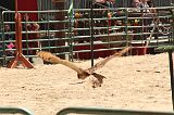IMG_1251 