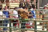 IMG_1267 