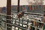IMG_1273 