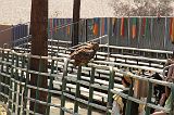 IMG_1274 