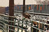 IMG_1281 