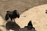 IMG_1301 