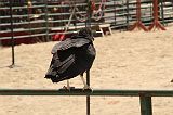 IMG_1313 
