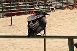 IMG_1318 