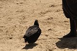 IMG_1386 