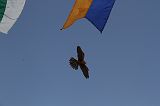 IMG_2774 
