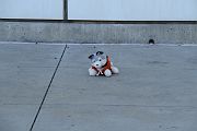IMG_1127 