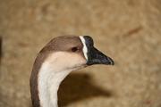 IMG_0086 