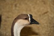 IMG_0087 